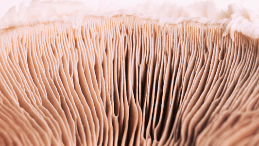 The benefits of lion's mane mushrooms